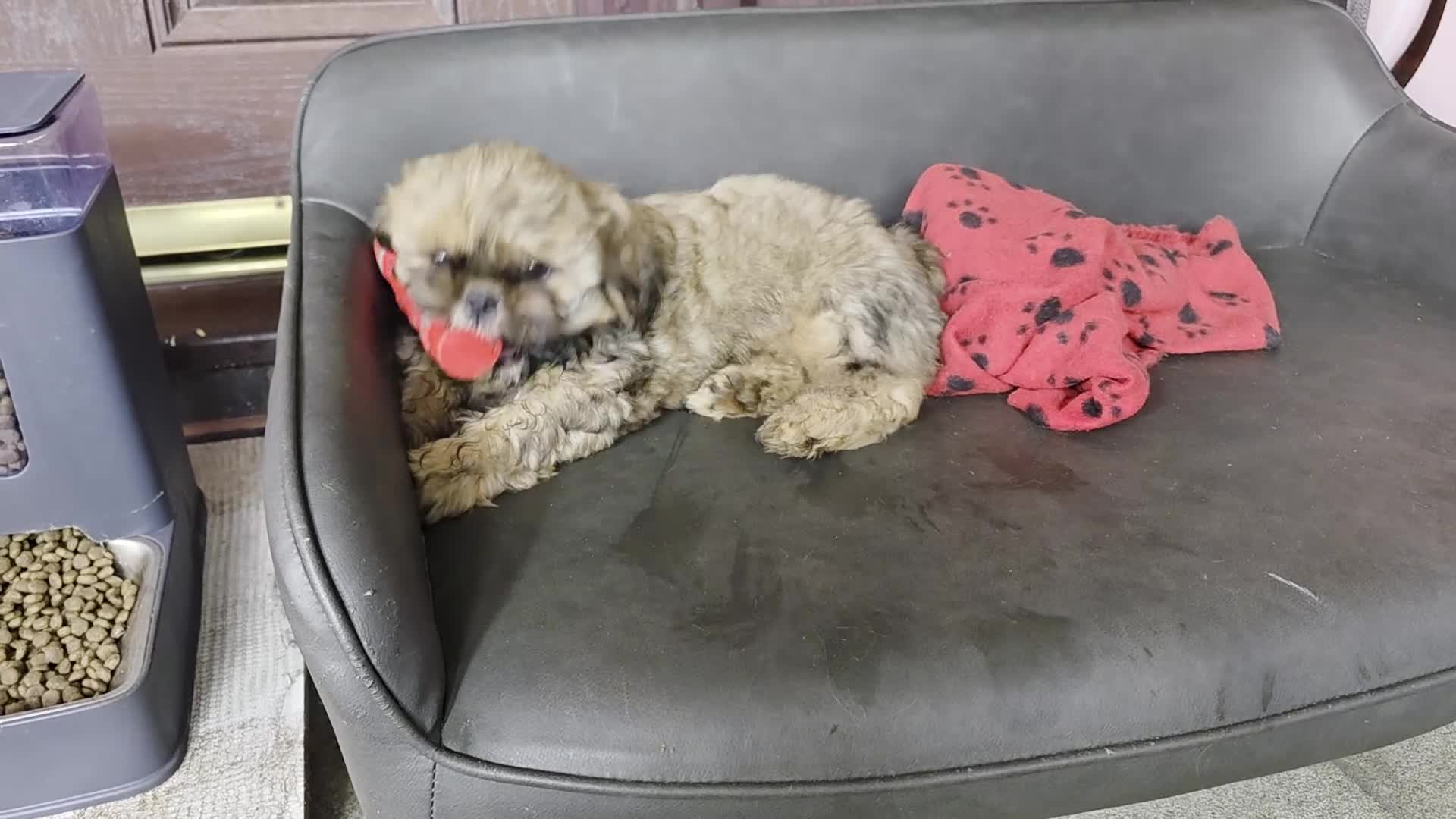Shih Tzu dogs for sale: SHIH TZU PUPPY BOY LIVER GENE KC REG  - Video 3