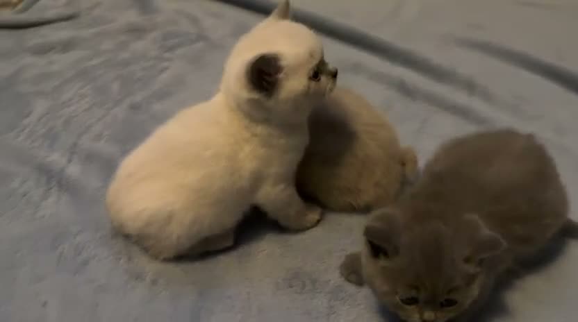 British Shorthair cats for sale: ☆☆ prestige chunky & fluffy, britsh shorthairs! ☆☆ - Video 1