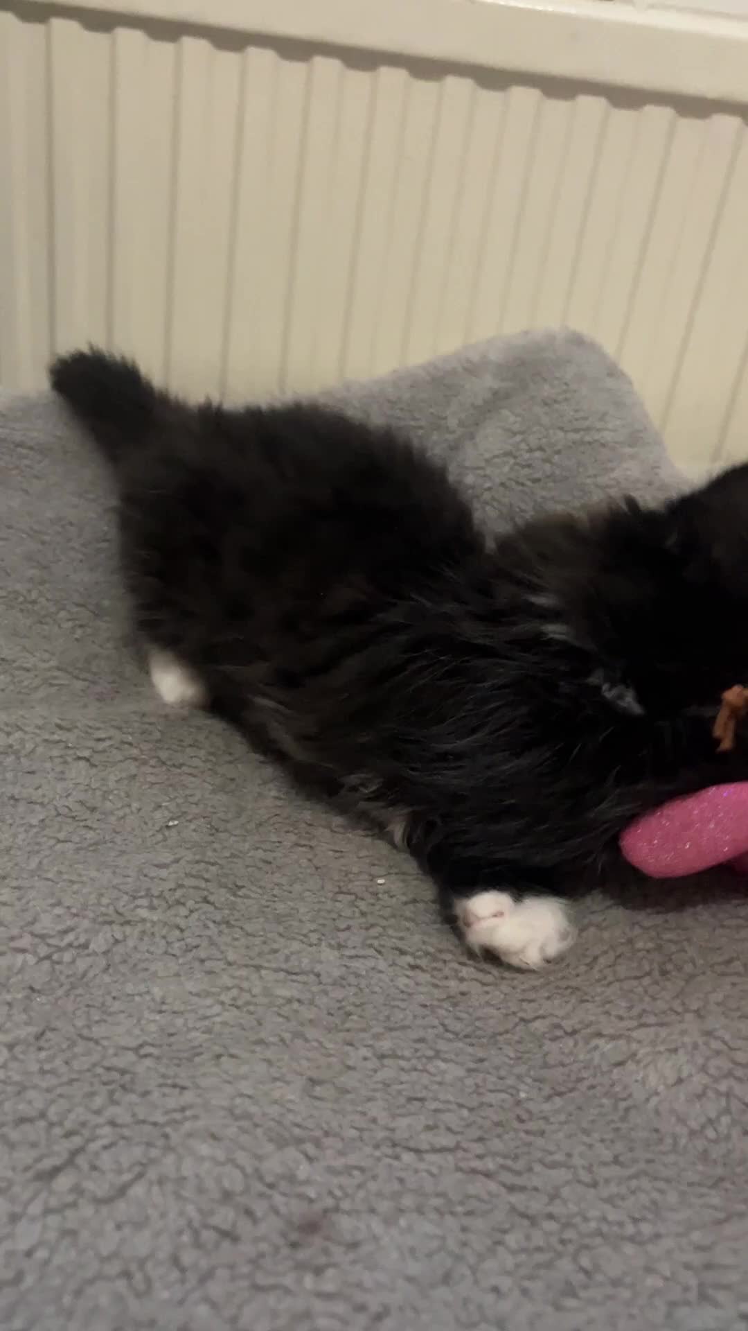 British Longhair cats for sale: 🐱 3 Months Old Fluffy Kitten Is Ready to Good 🏡  in London - Video 2