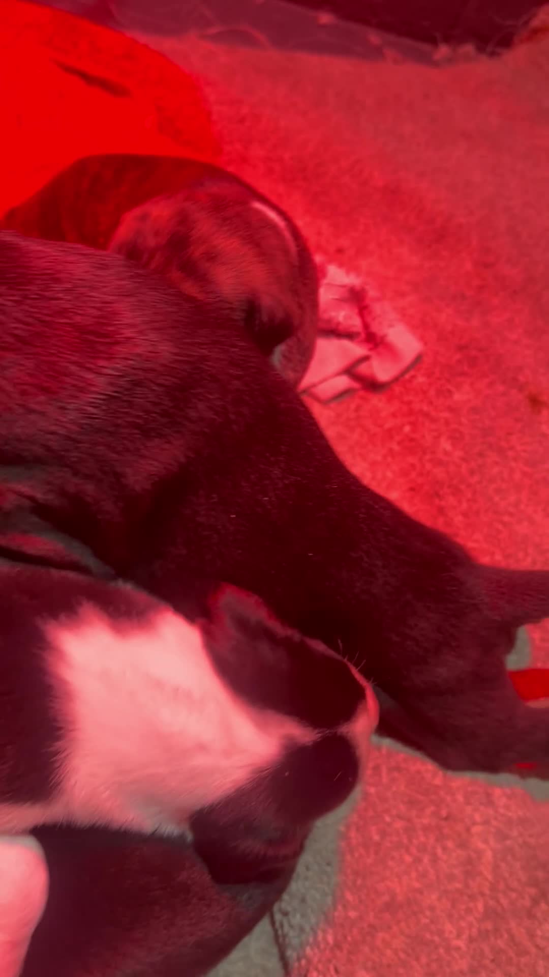 Lurcher dogs for sale: Meet Your New Adventure Buddy – Top quality  in Pontefract - Video 1