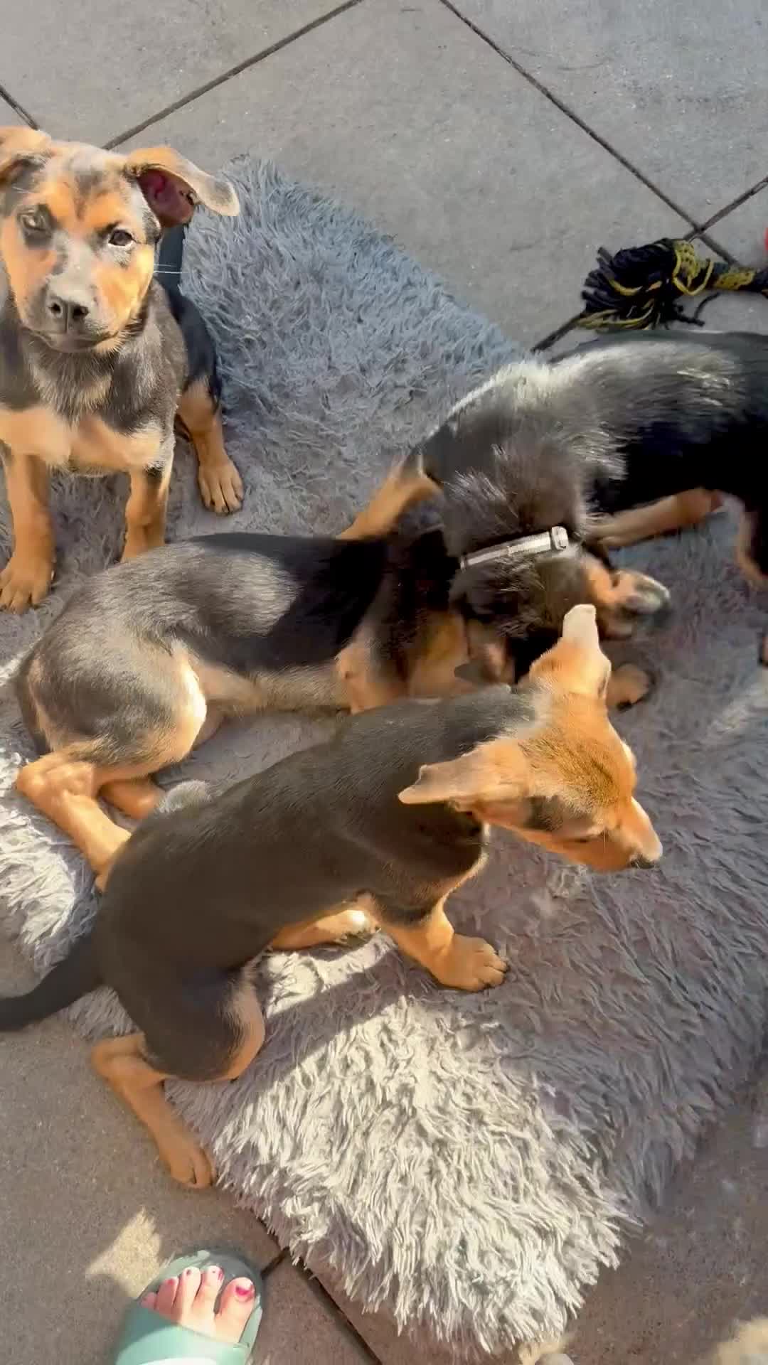 Mixed Breed dogs for sale:  Stunning Rottweiler × German Shepherd Puppies - Video 1