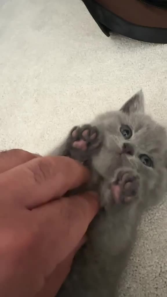 British Shorthair cats for sale: Beautiful British Shorthair Kittens - Video 3