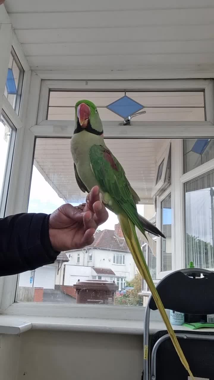 Parrots birds for sale: Super Tamed Alexanderian Parrot for sale - Video 1