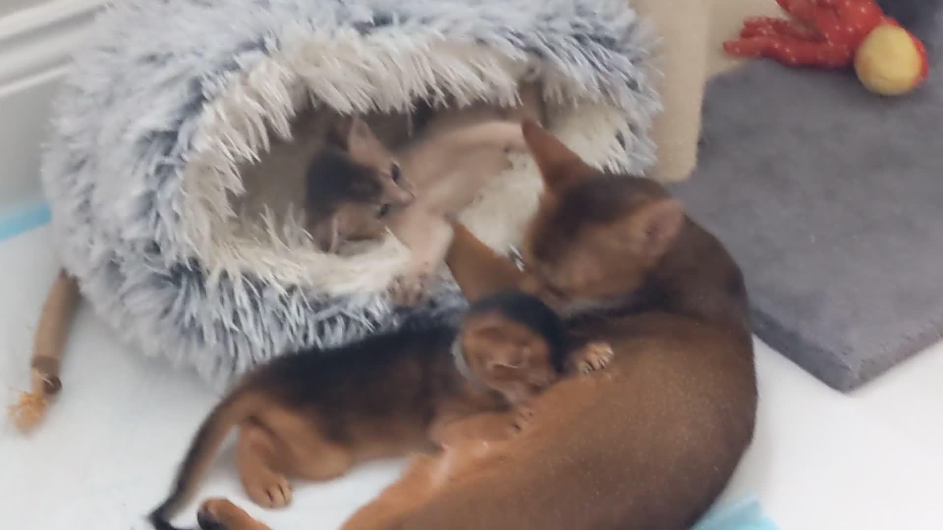 Abyssinian cats for sale: LAST 🤎🤎GIRL🐈 Available 💙🤎 TICA pedigree  in Ruislip - Video 1