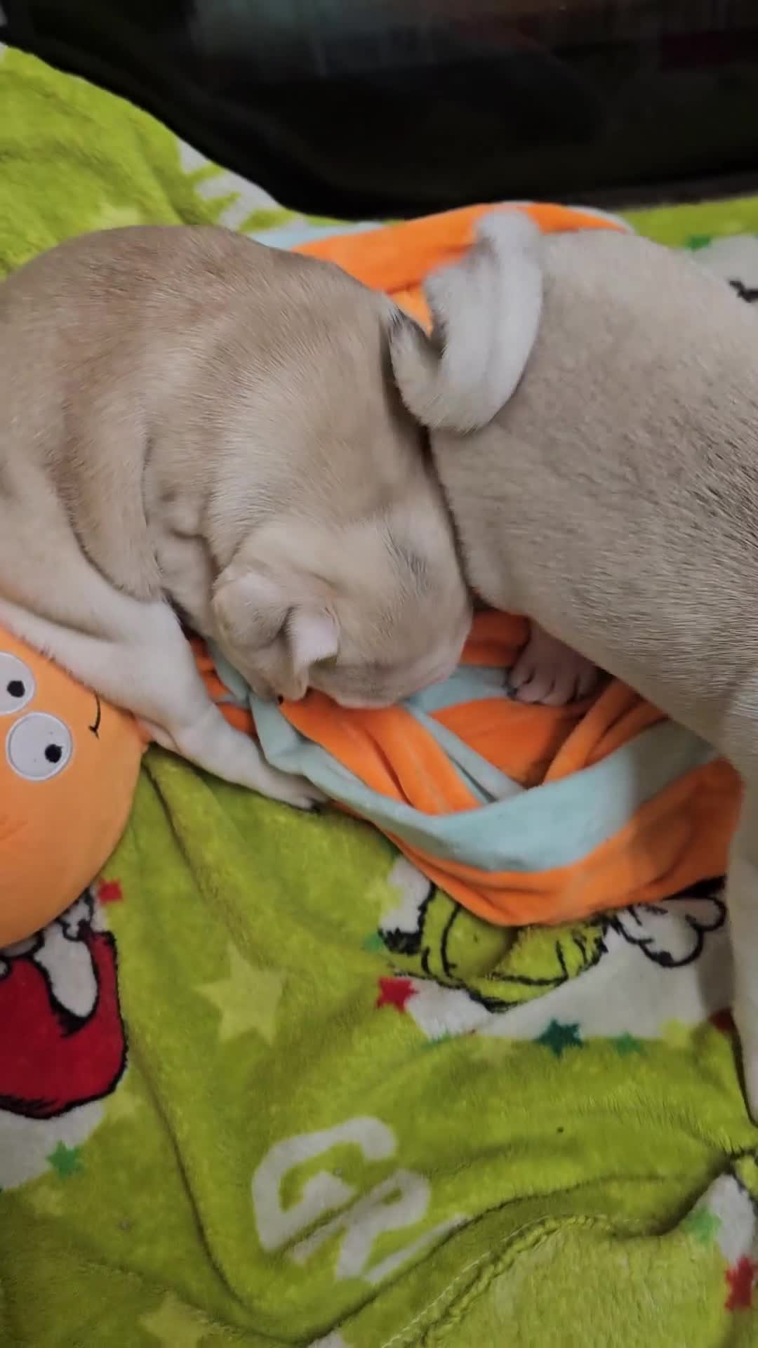 Pug dogs for sale: Gorgeous creamgirl and whiteboy pug ready toleave  - Video 2