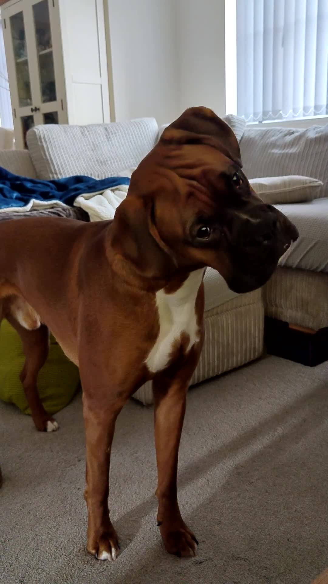 Boxer dogs for sale: 1.5 year old boy boxer - Video 1