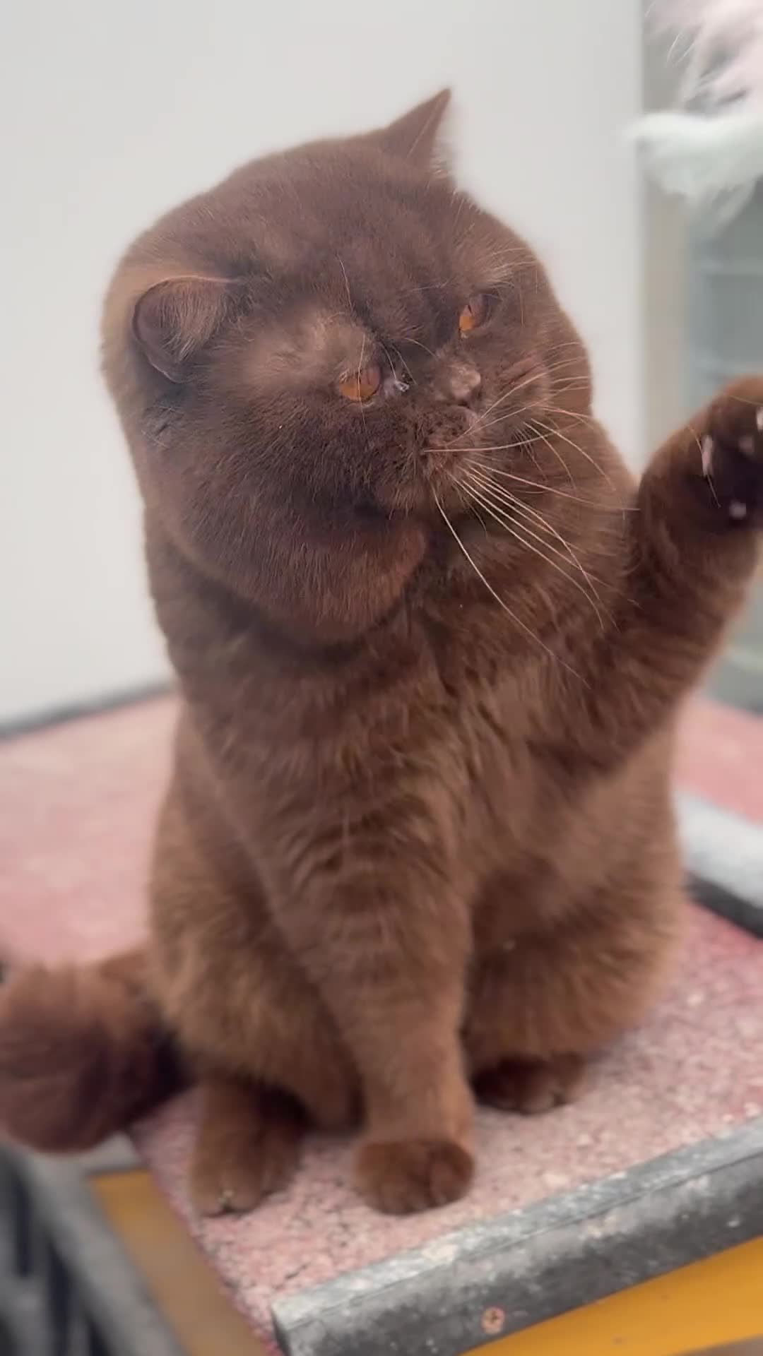 British Shorthair cats for stud: Super imported boy Chocolate carrying cinnamon  - Video 1