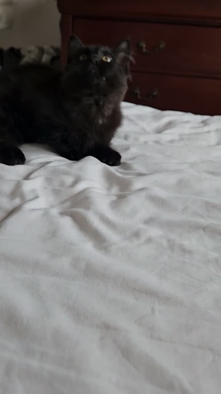 Mixed Breed cats for sale: Kitten looking for new home.  in Dartford - Video 4