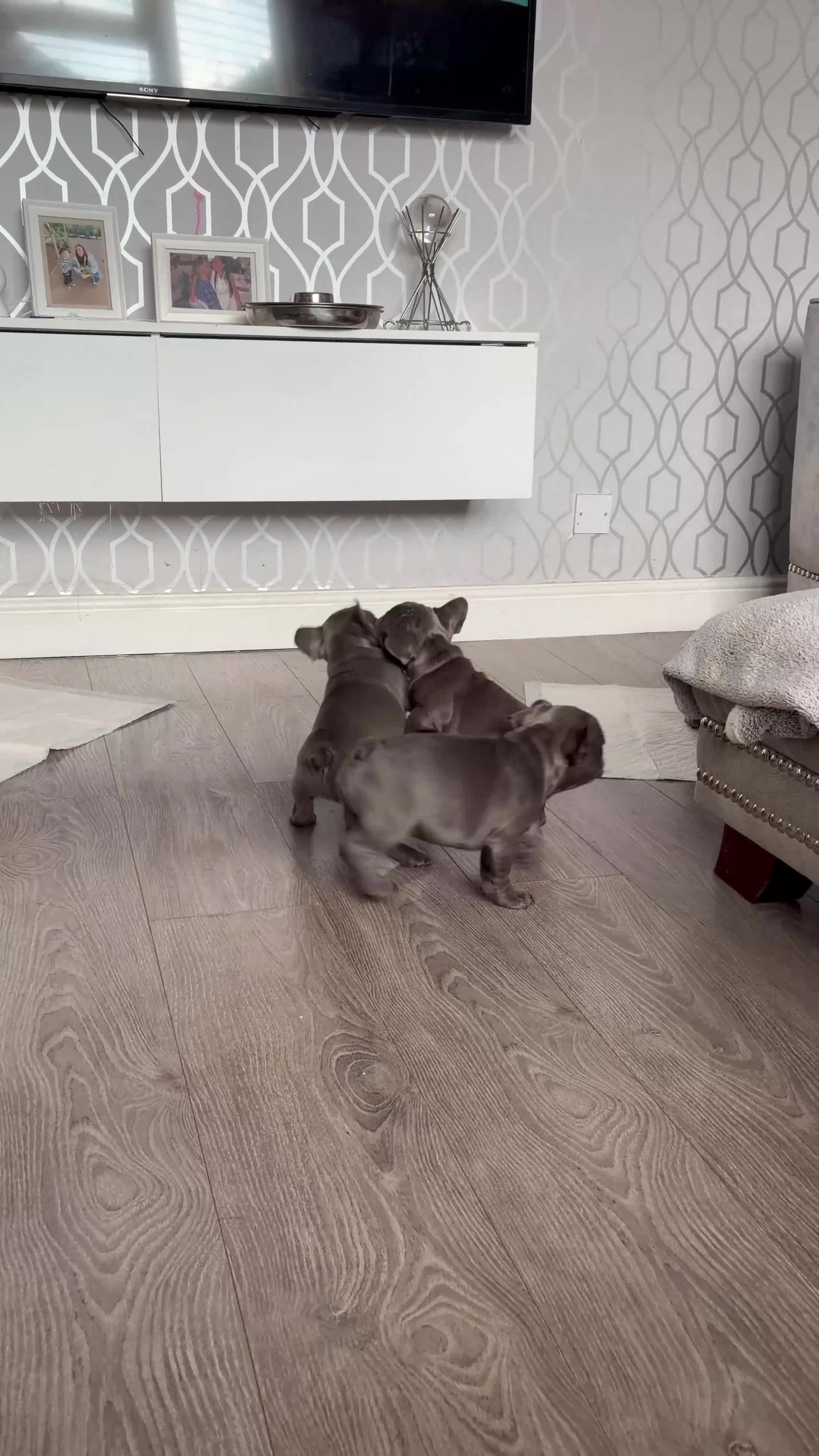 French Bulldog dogs for sale: aa blues lilacs  Frenchie pups  - Video 1