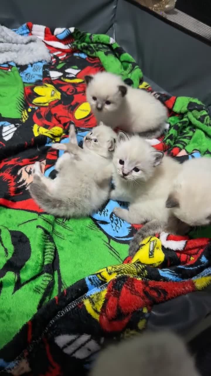 Ragdoll cats for sale: 7 beautiful lynx blue/seal point ragdoll kittens - Video 1