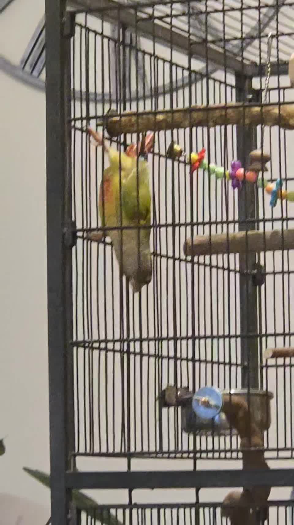 Conures birds for sale: Pineapple green-cheek conure called Iago. in Aylesbury - Video 2