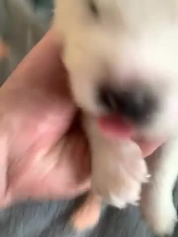 Samoyed dogs for sale: Samoyed puppys - Video 1