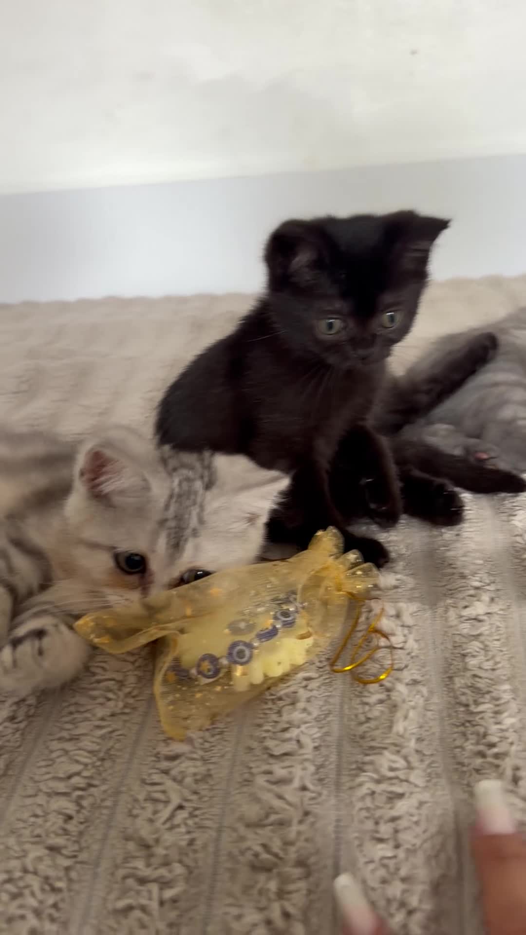 Scottish Fold cats for sale: Scottish Folds  - Video 1