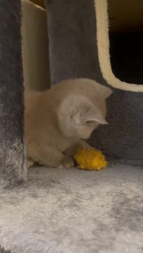 British Shorthair cats for sale: Purebred  British Shorthair Kittens - Video 2
