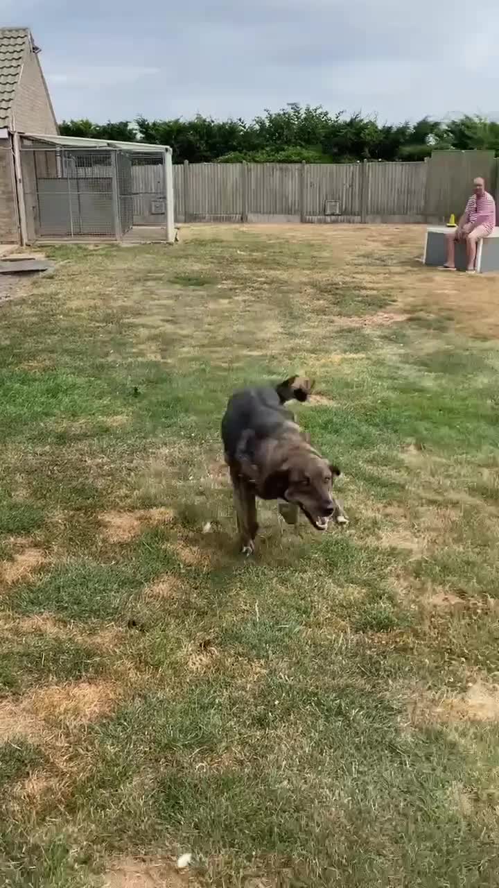 Mixed Breed dogs for adoption: TEDDY - WAITED HIS WHOLE LIFE FOR A HOME - Video 3