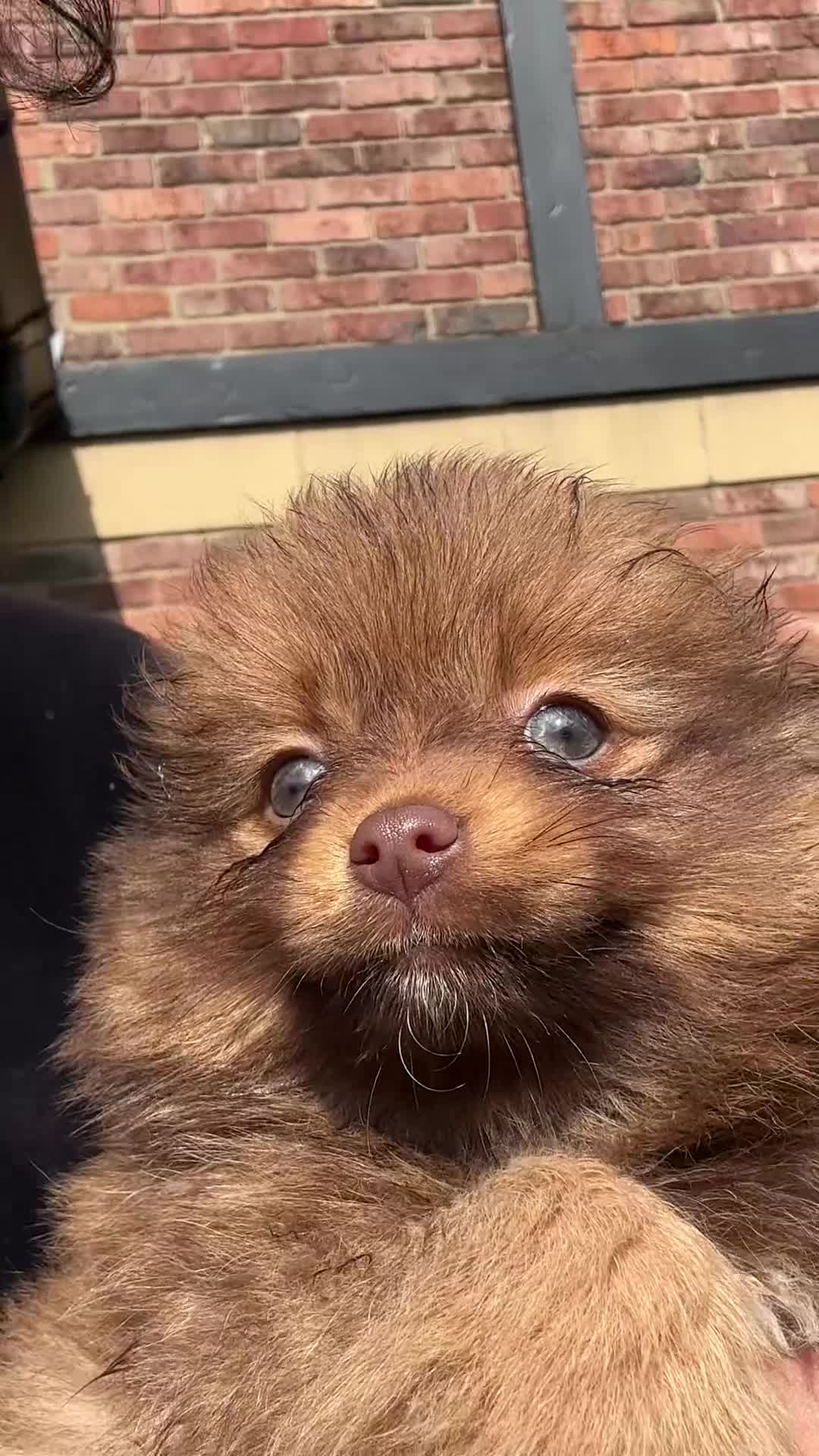 Pomeranian dogs for sale: Pomeranian Puppy Girl Available.  - Video 1