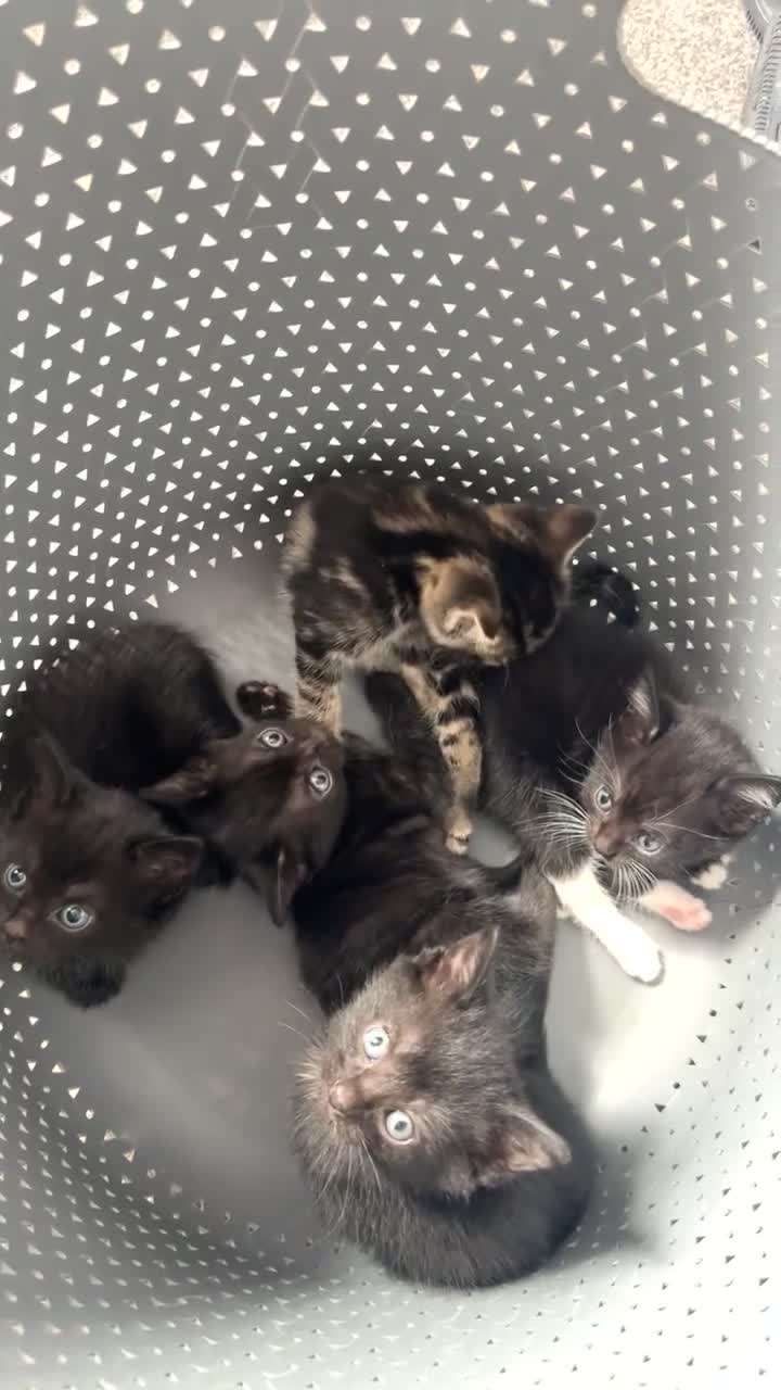 American Shorthair cats for sale: kittens - Video 2