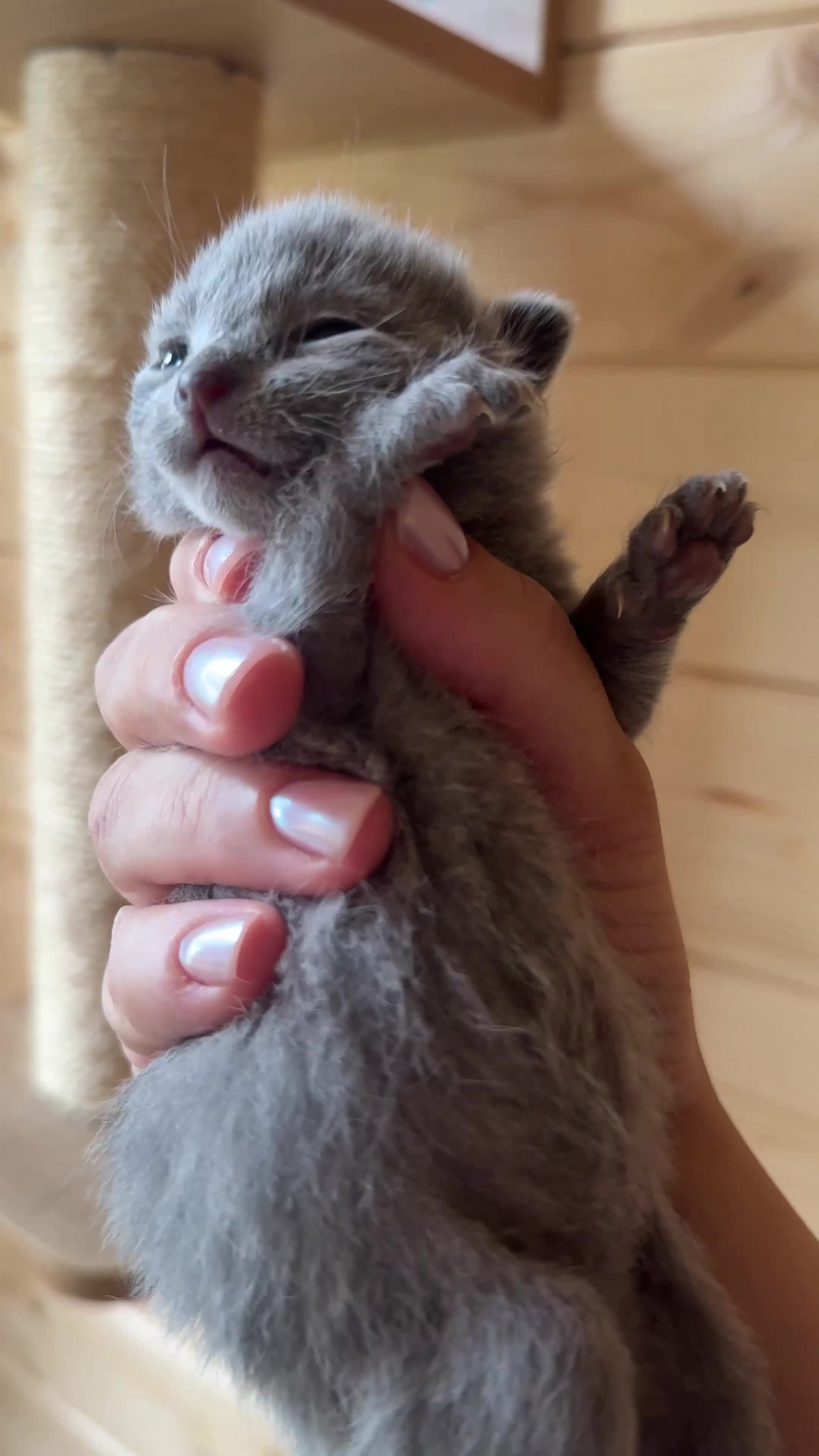 Russian Blue cats for sale: *TOP* Quality TICA Pedigree Russian Blue Kittens - Video 1