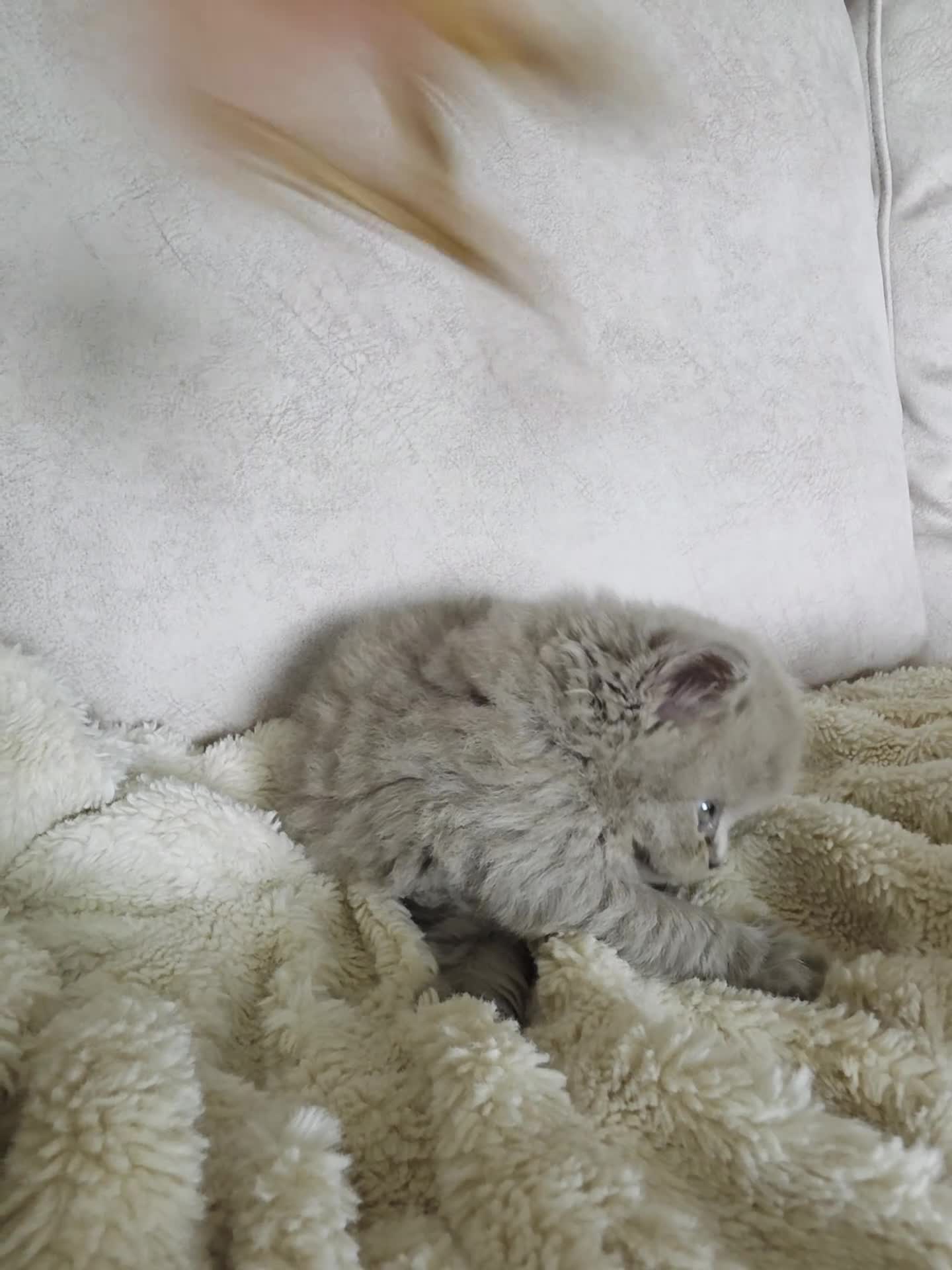 British Longhair cats for sale: Stunning Champion GCCF British Longhair kitten  - Video 2