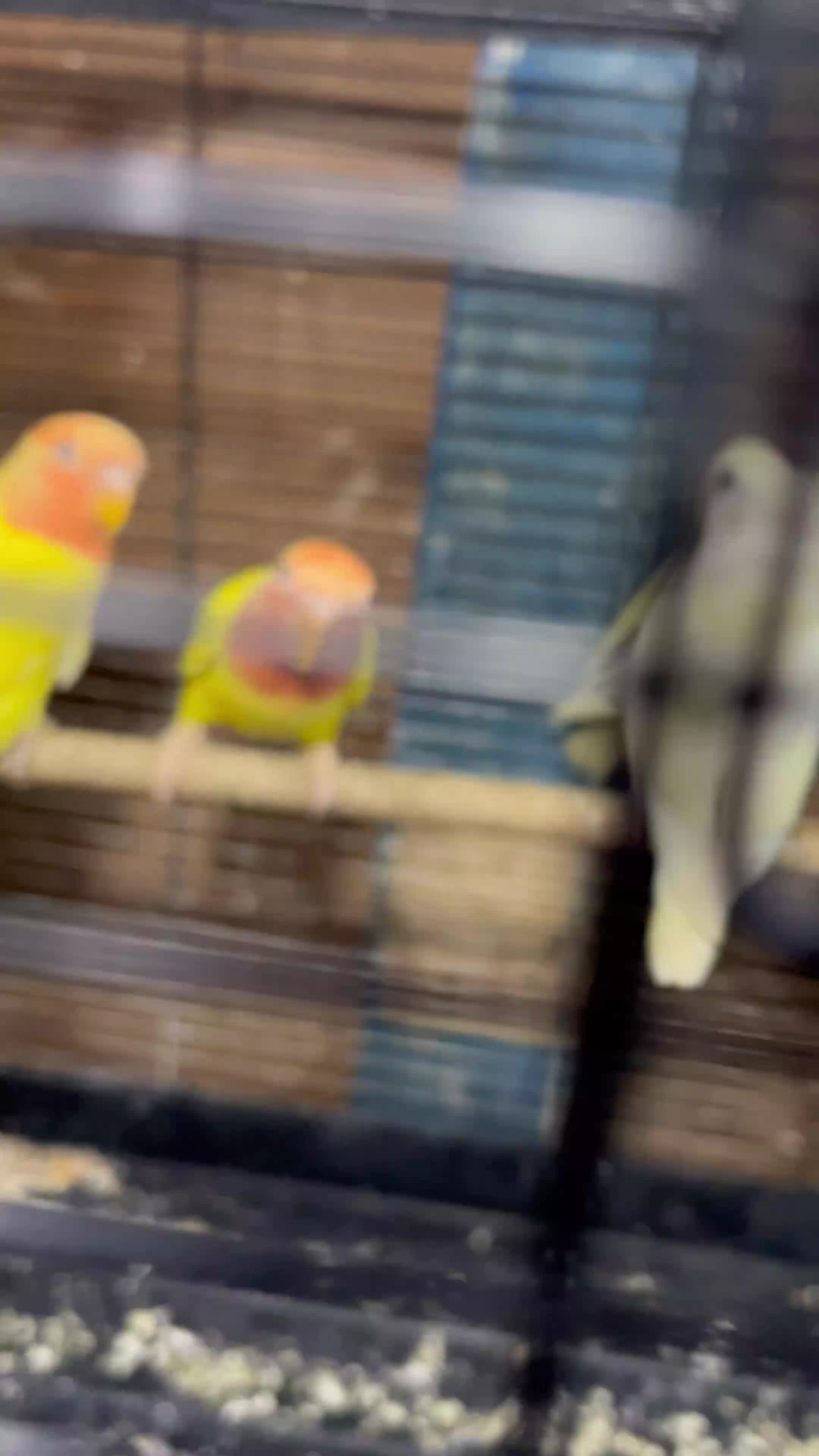 Lovebirds birds for sale: Lutino/pied peach face lovebirds for sale  - Video 2
