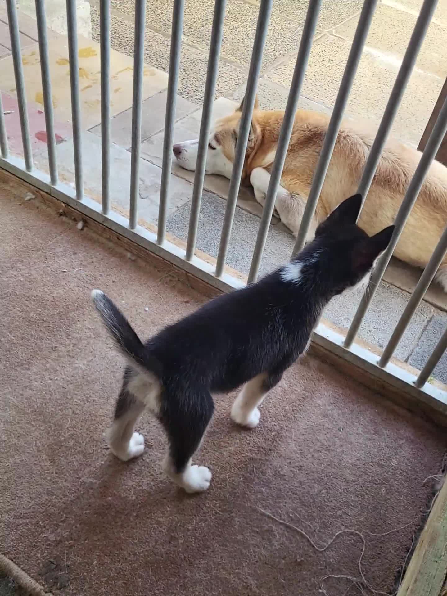 Siberian Husky dogs for sale: Siberian husky puppies (ready forever loving home) - Video 1