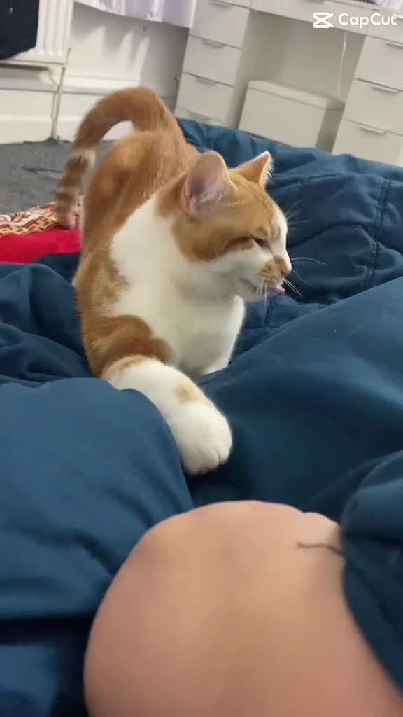 British Shorthair cats for sale: FREE!! Muezza looking for his new home. - Video 1