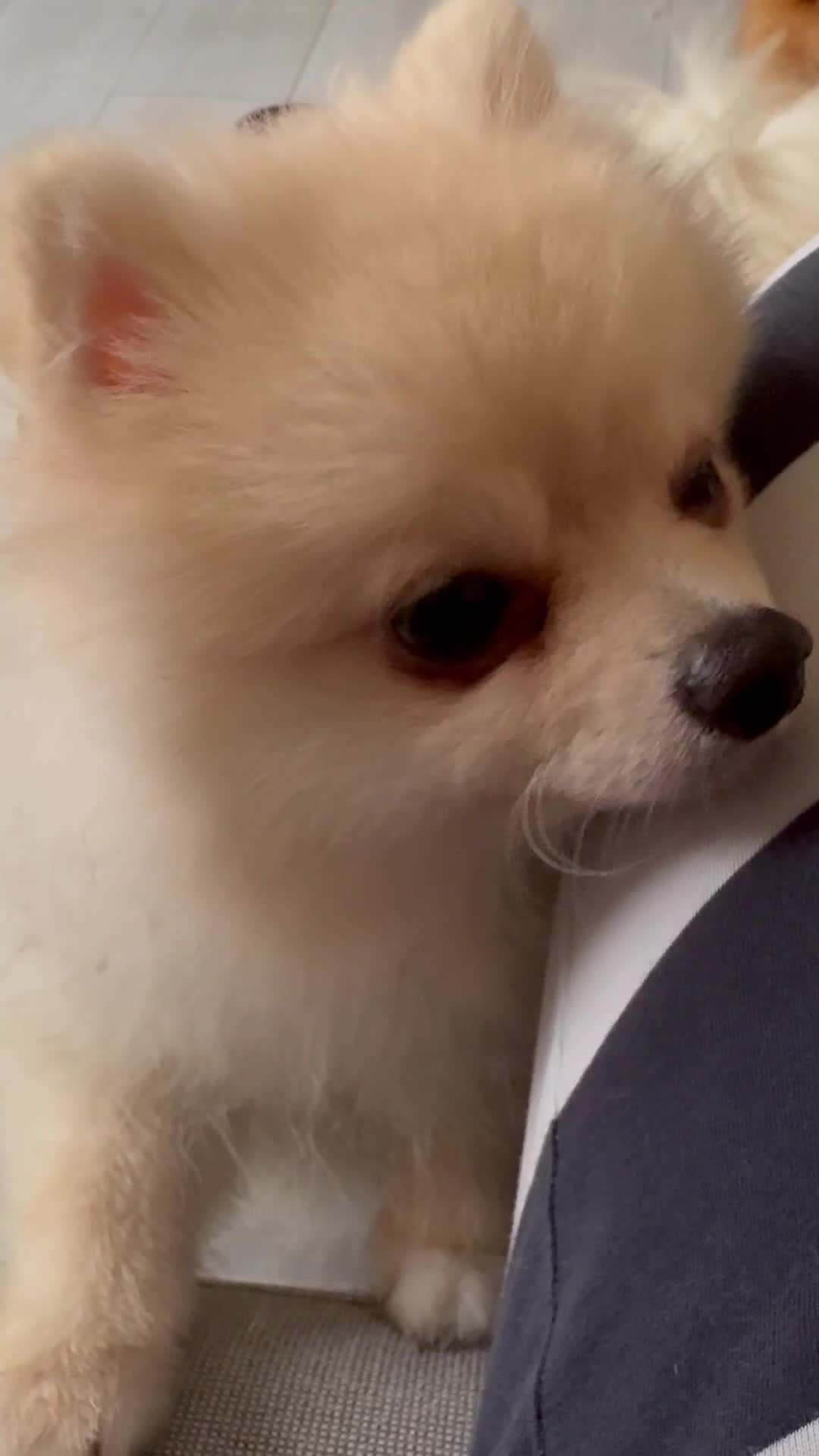 Pomeranian dogs for sale: Pure breed Pomeranian boy and girls  in London - Video 3