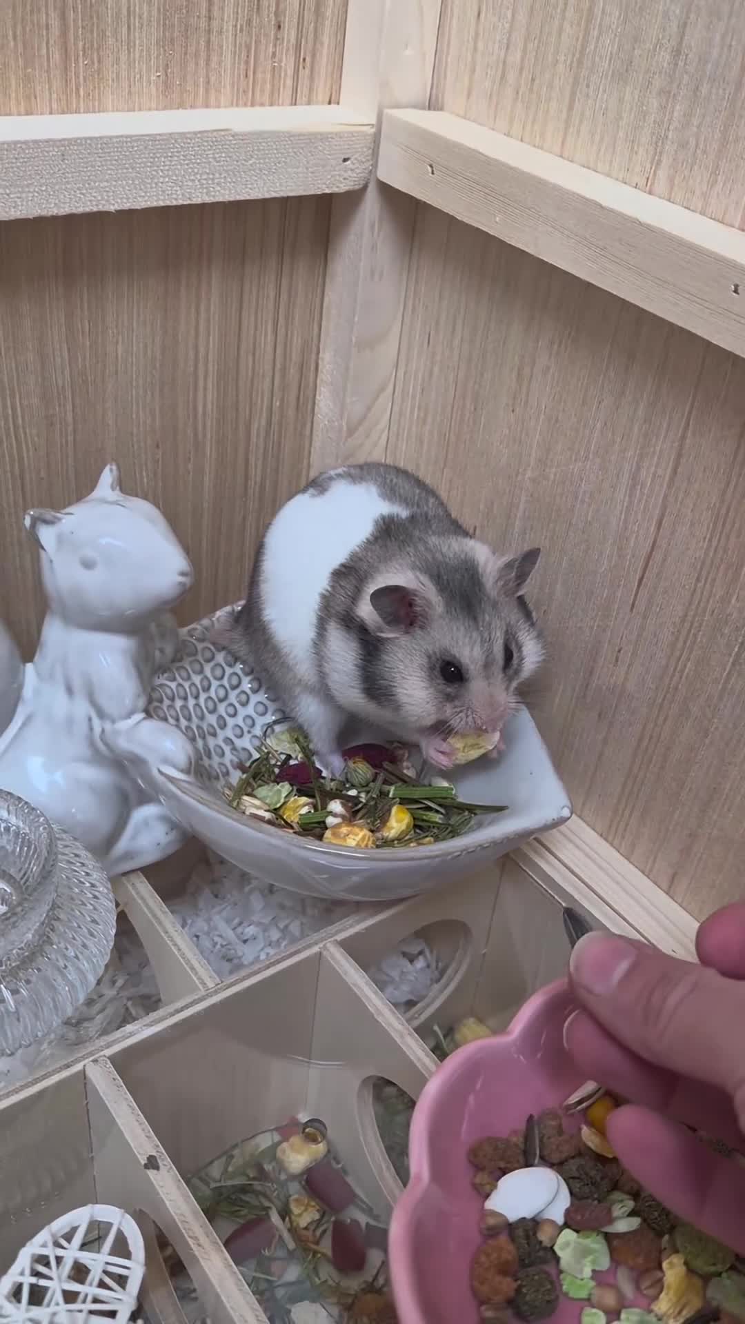 Hamster rodents for sale: Male Syrian hamster - Video 2