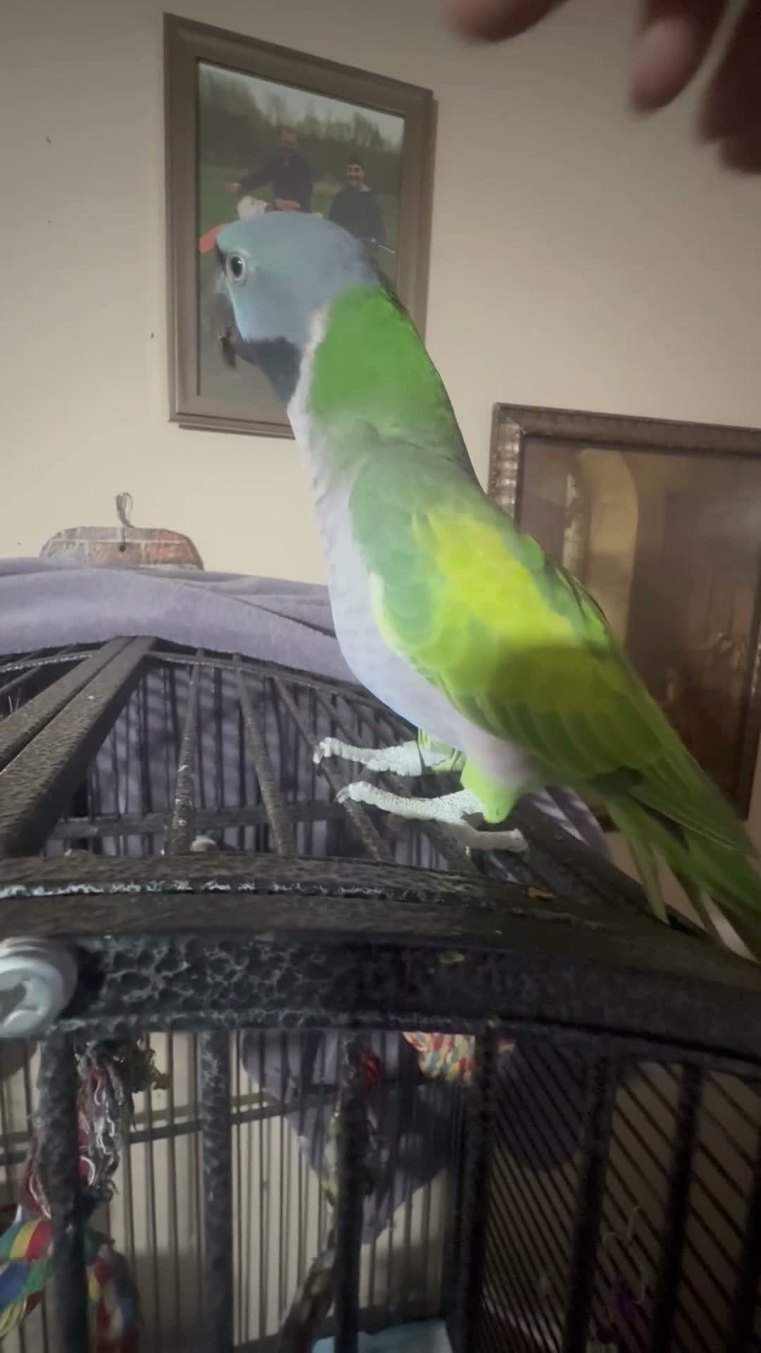 Parakeets birds for sale: Female Lord Derbyran (semi tame) in Aylesbury - Video 1