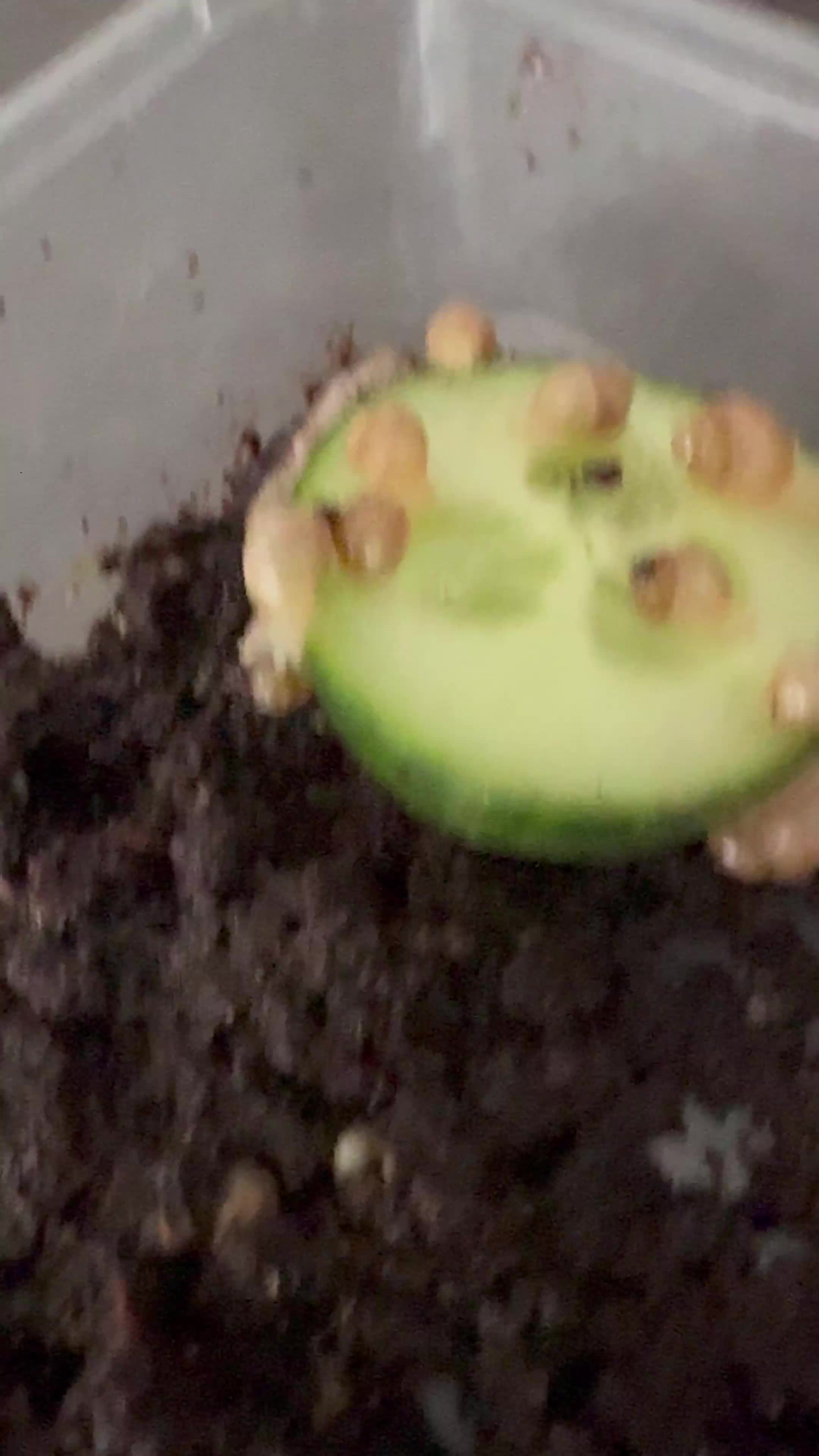 Snails invertebrates for sale: Baby giant African land snails  - Video 1