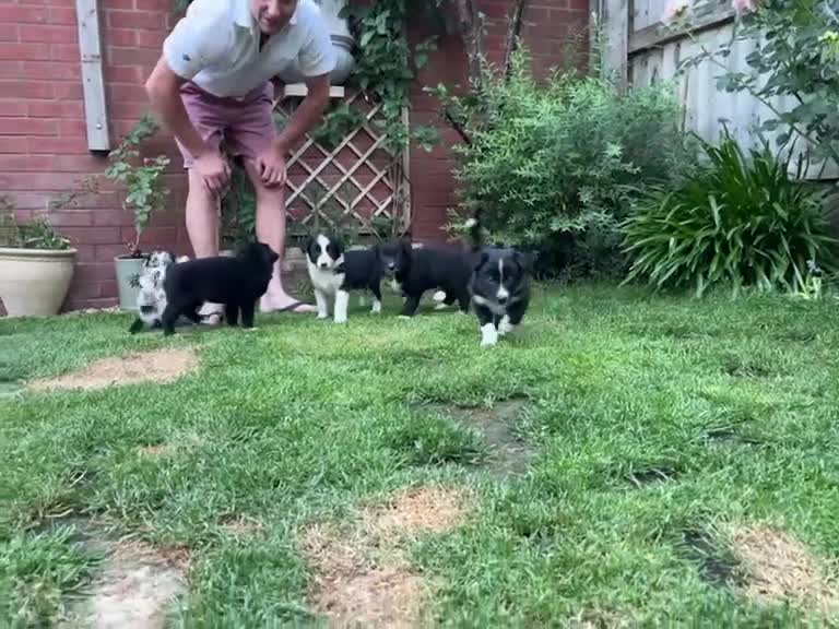 Border Collie dogs for sale: Border collie puppies - Video 1