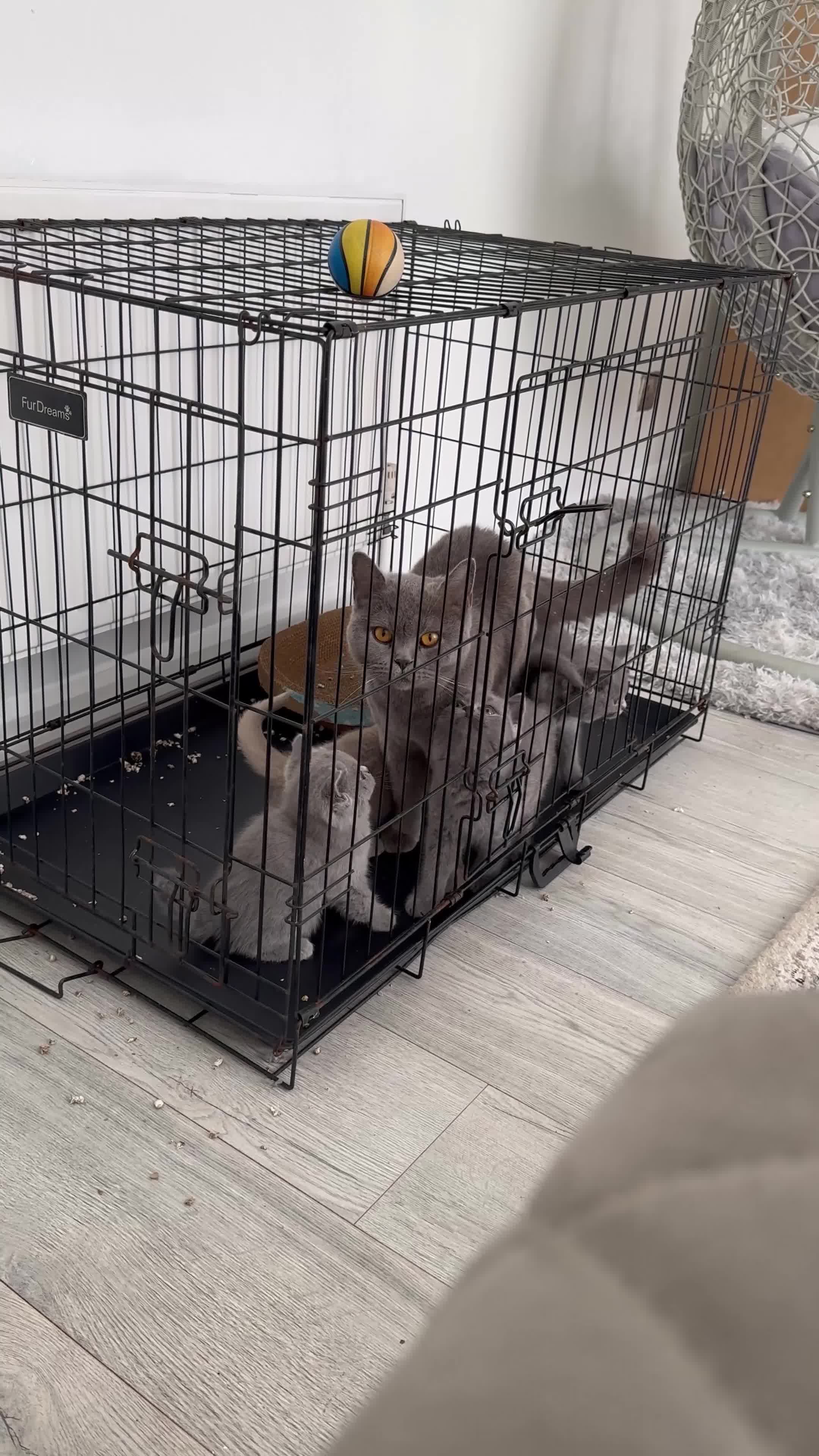 British Shorthair cats for sale: British shorthair kittens  - Video 1