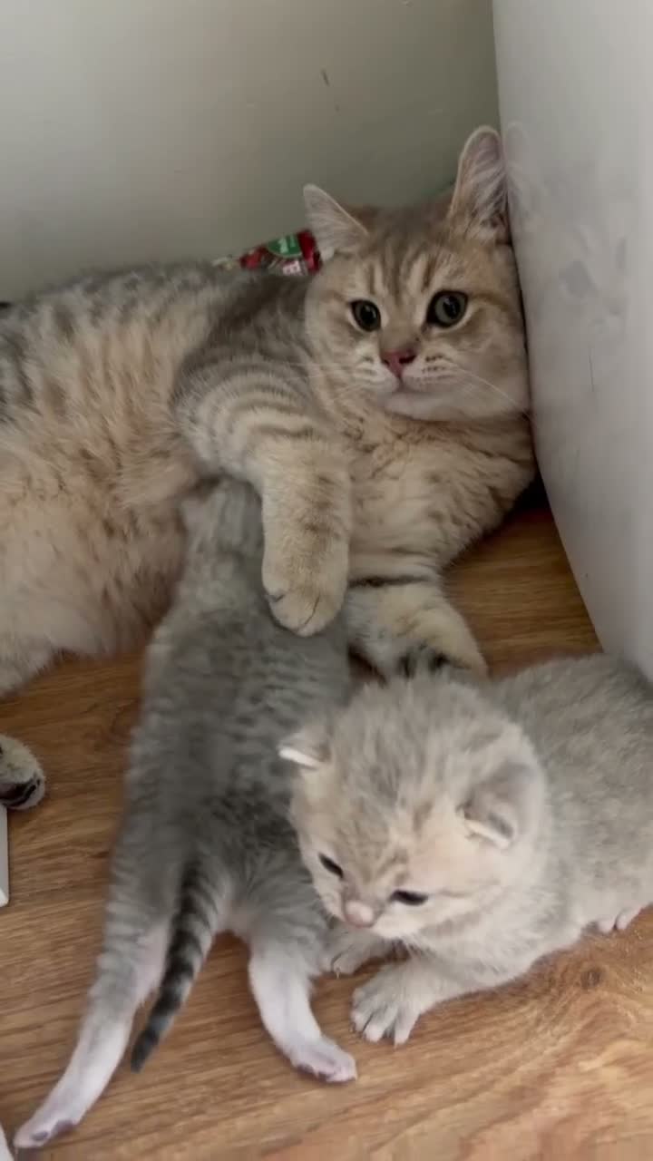 British Shorthair cats for sale: 6 Pedigree British Shorthair Champion lines in London - Video 1