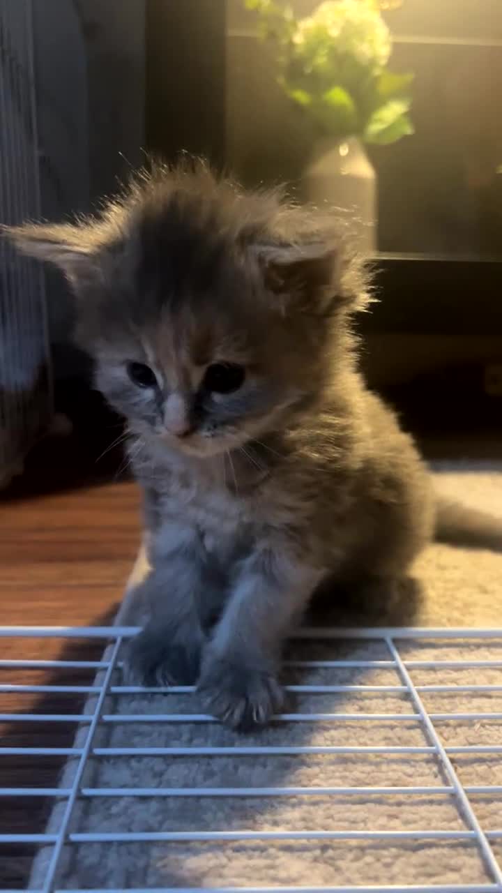 Maine Coon cats for sale: Maine coon kittens for sale  - Video 3