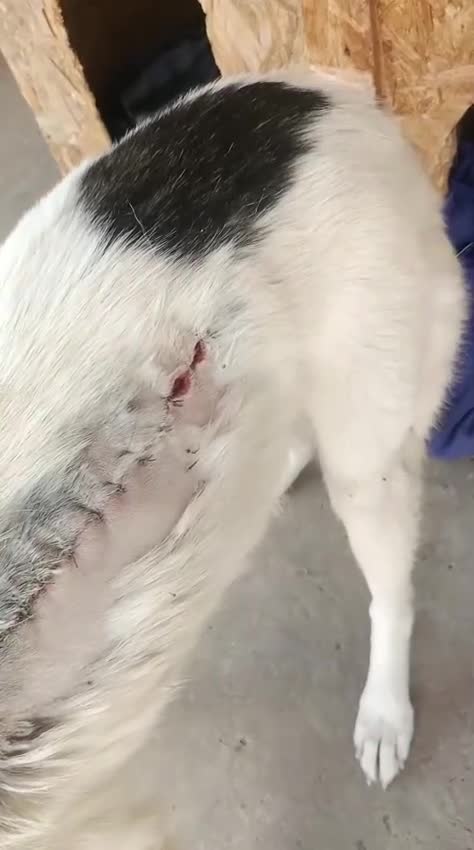 Mixed Breed dogs for adoption: 🌸MEET BIANCA - A Gentle Girl for a Loving Home - Video 2