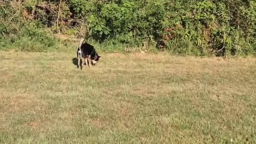Mixed Breed dogs for adoption: ❤️🐶 CHLOE – THE KIND OF DOG EVERYONE DREAMS OF in Swindon - Video 1