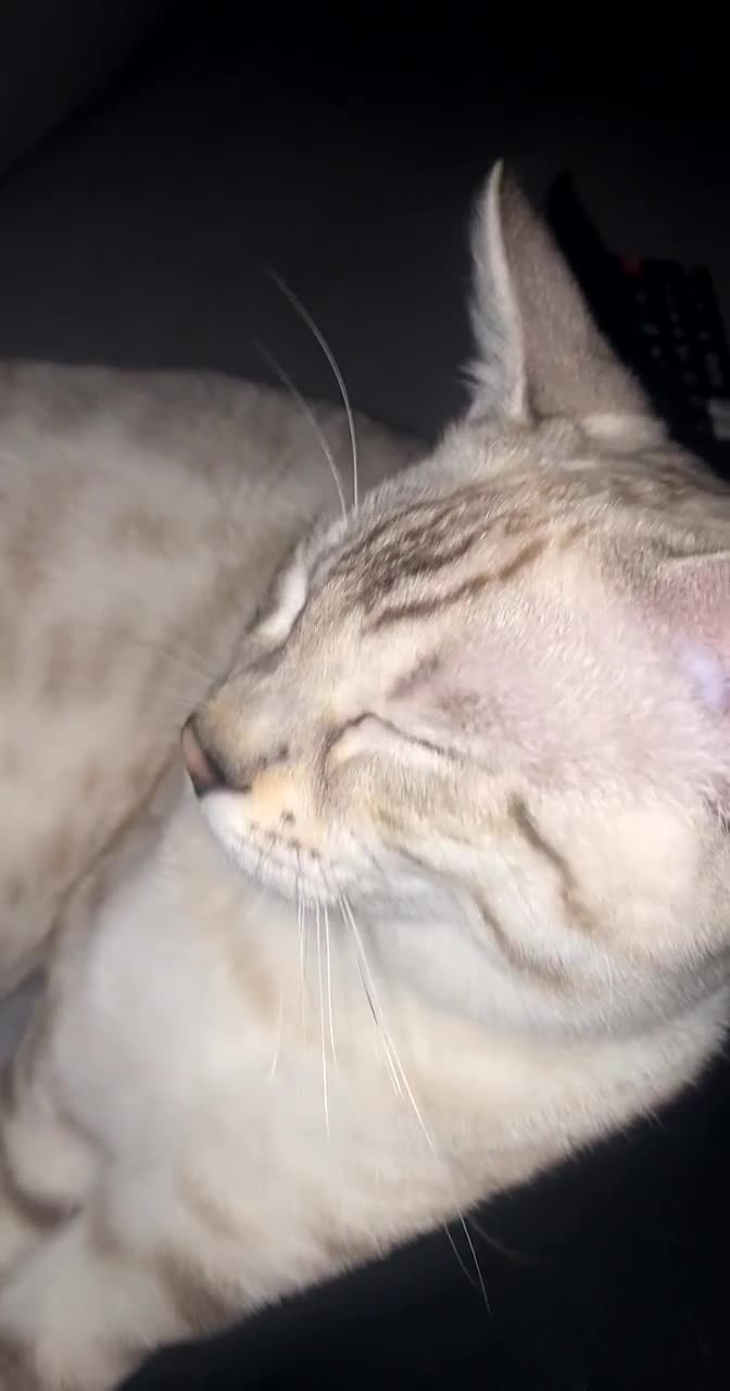 Bengal cats for sale: Not available Minx Bengal  - Video 3