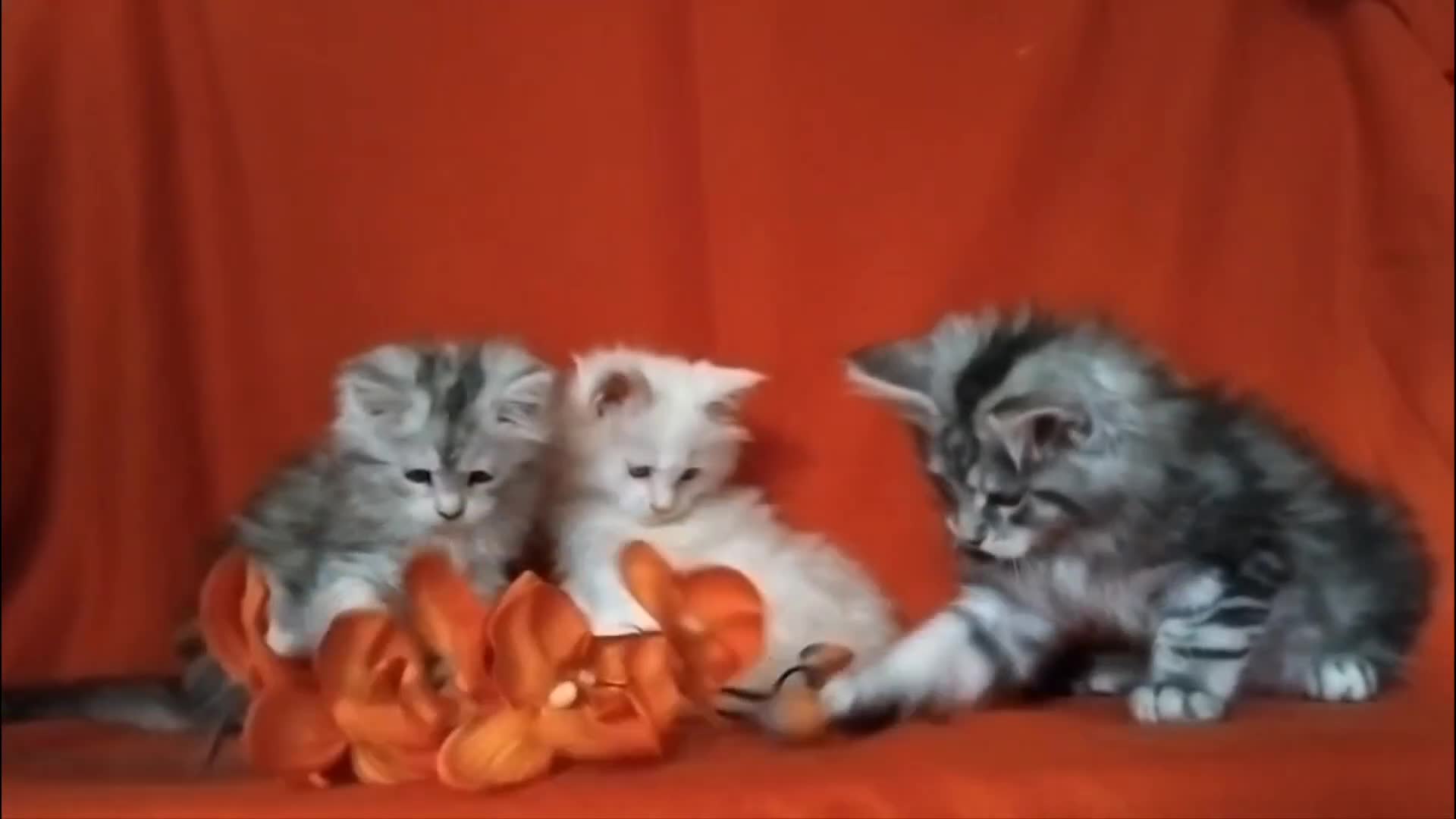 Maine Coon cats for sale: Pure Maine Coons Kittens For Sale - Video 1