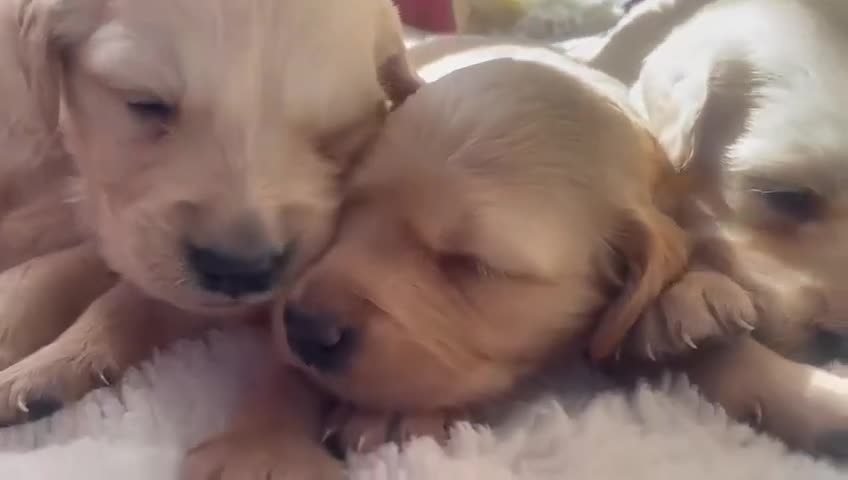Golden Retriever dogs for sale: Beautiful Golden Retriever Puppies - Video 1
