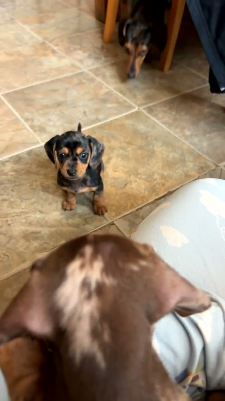 Miniature Dachshund dogs for sale: Miniature dachshund  in Warrington - Video 1