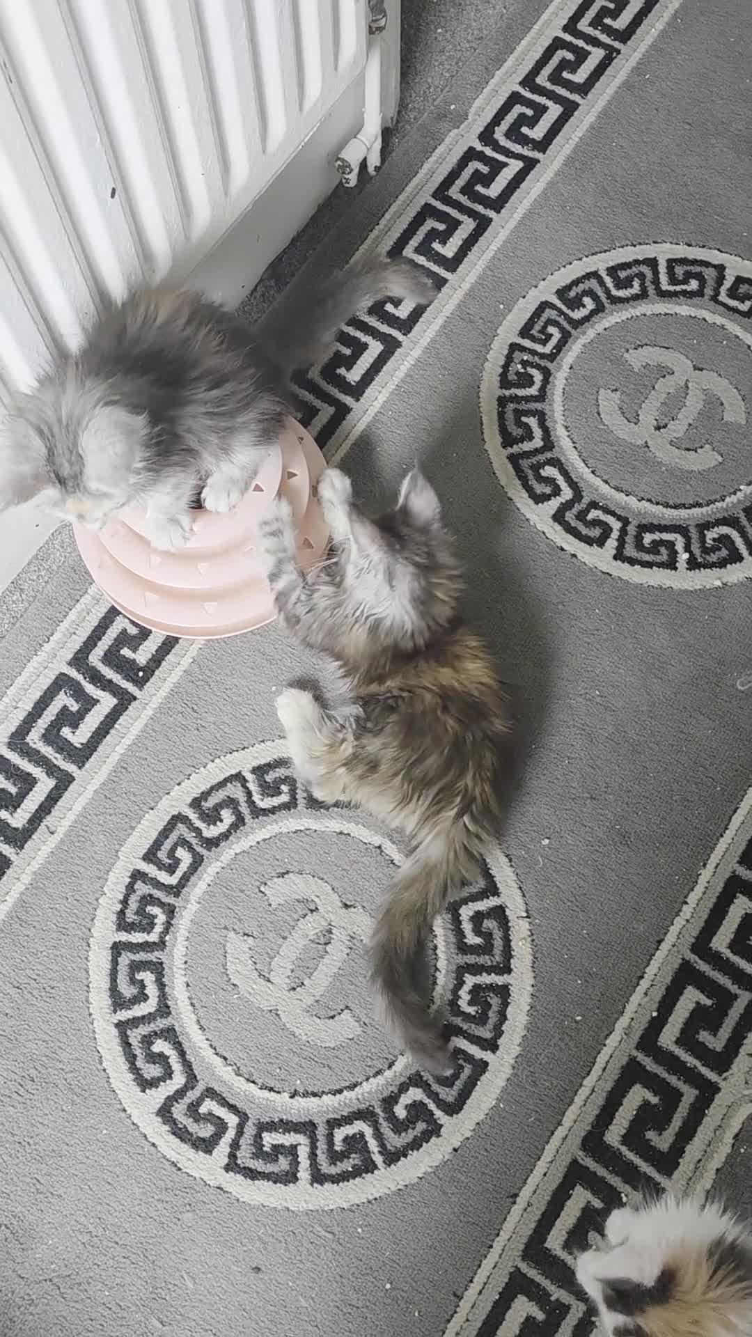 Maine Coon cats for sale: STUNNING MAINE COON KITTENS  - Video 3