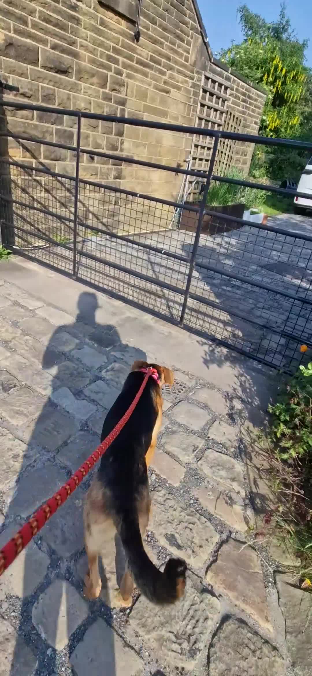 Mixed Breed dogs for sale: Lovely Lucy 7 months old is ready for adoption! - Video 2