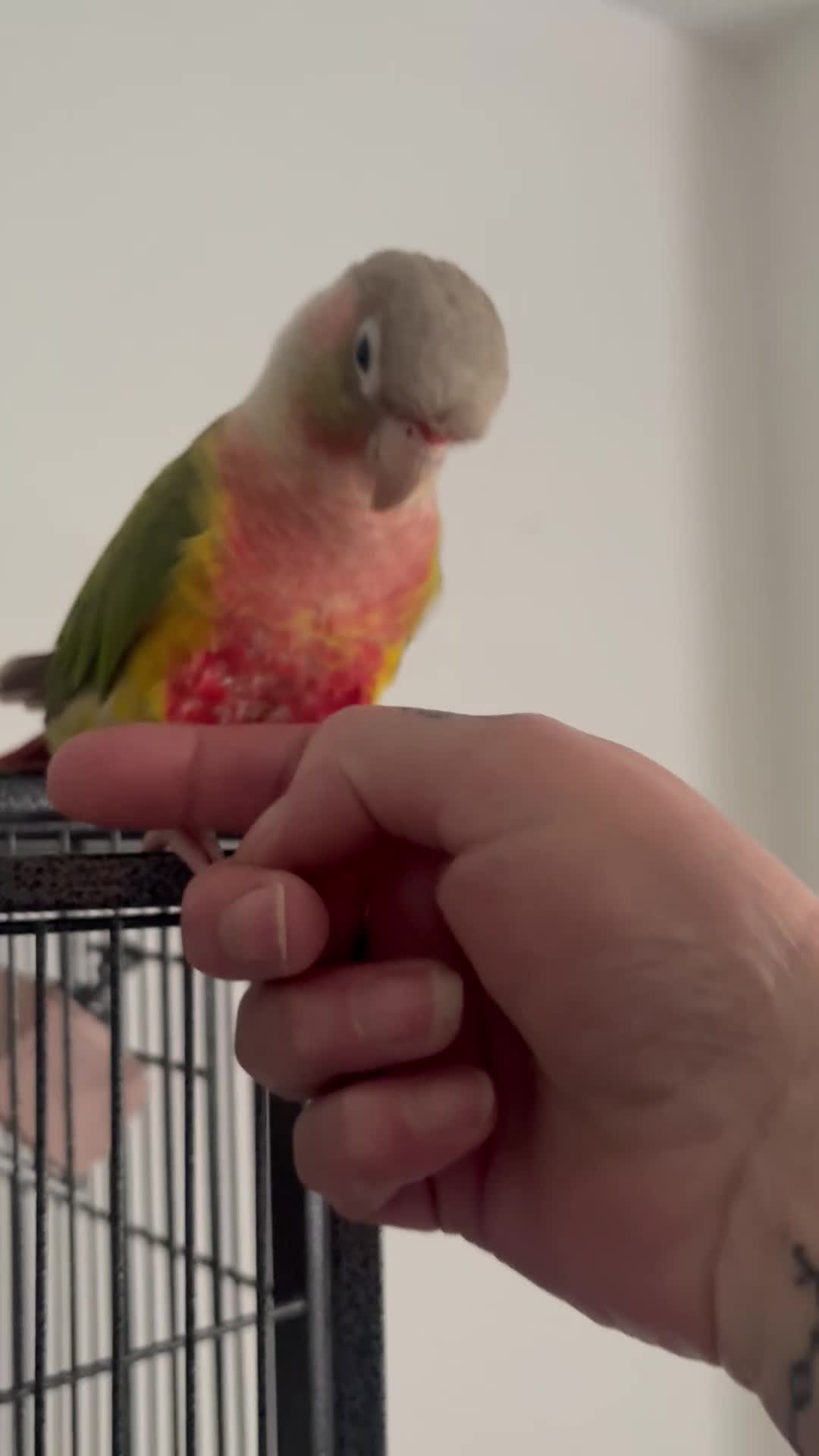 Conures birds for sale: Friendly concure for rehoming - Video 1