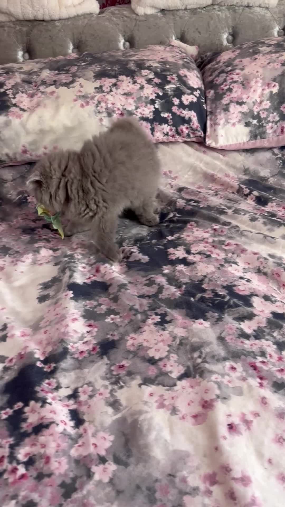 British Shorthair cats for sale: 10 WEEK OLD BLUE BRITISH LONGHAIR KITTEN  - Video 1