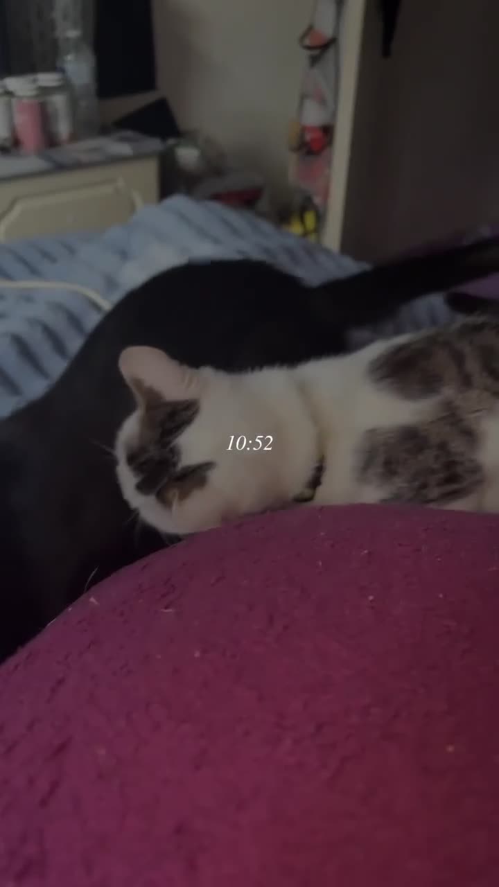 Mixed Breed cats for sale: Rescue cats- kittens and adults 🧡 - Video 1