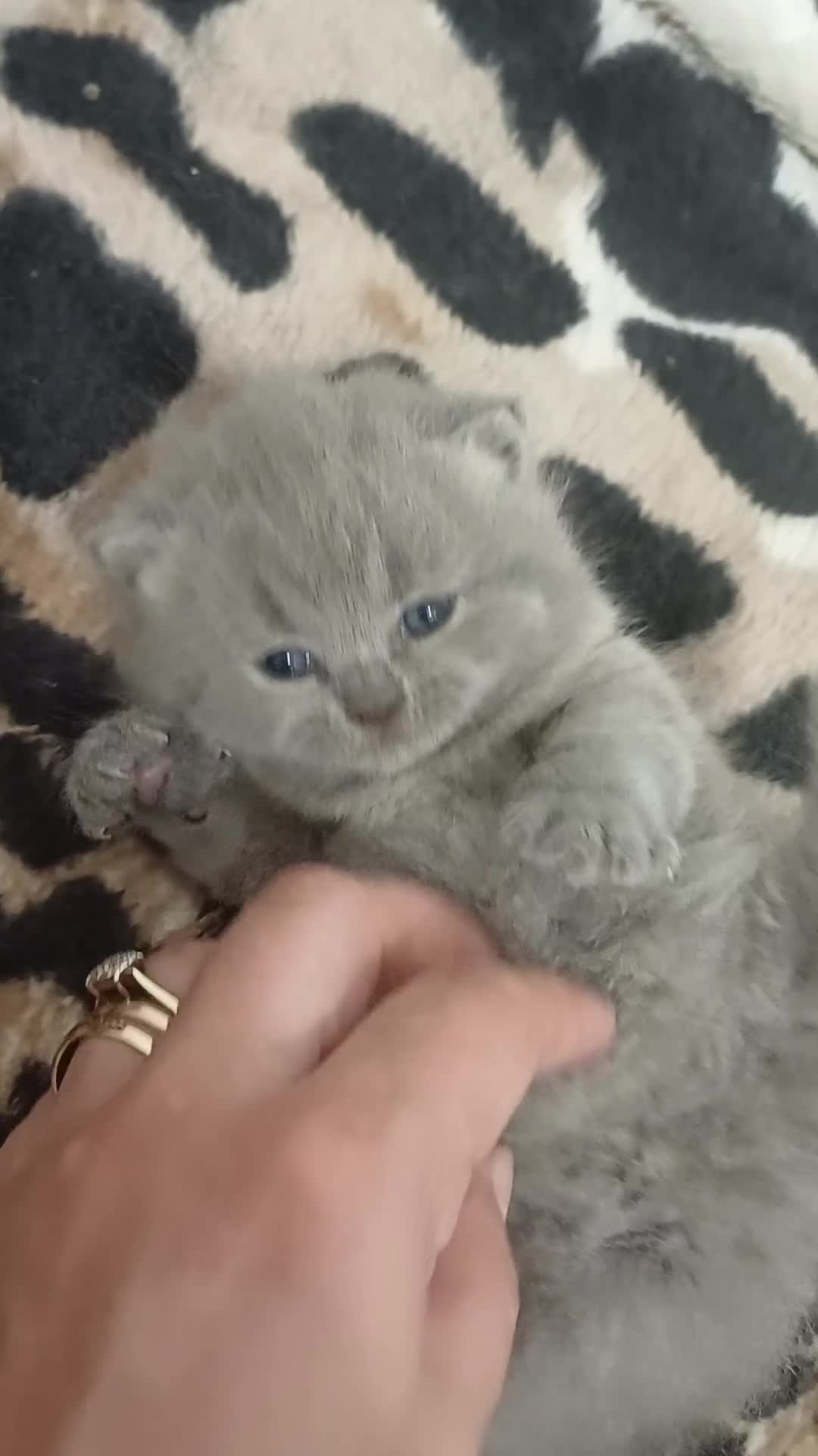 British Shorthair cats for sale: British Shorthair  - Video 2