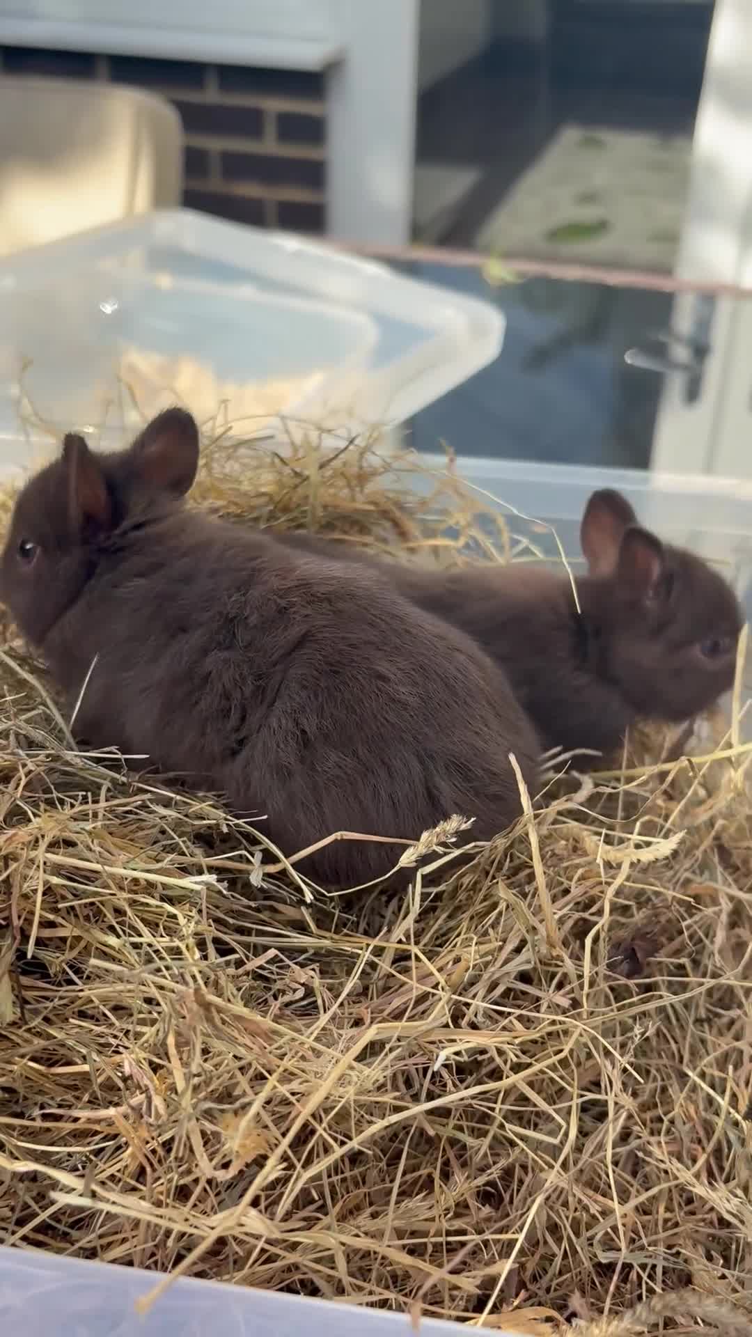 Netherland Dwarf rabbits for sale: Pure Netherland Dwarf Babies  - Video 3