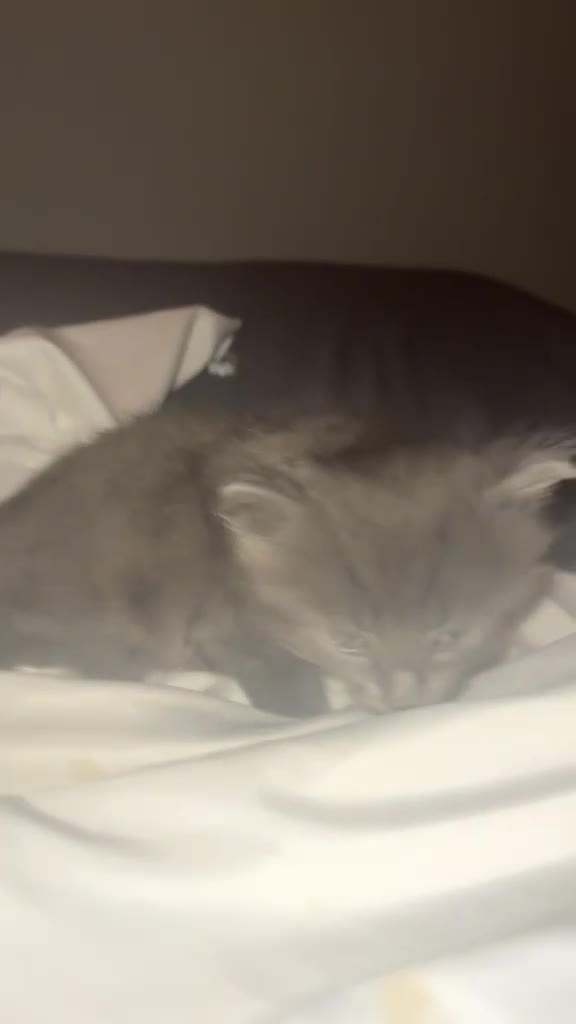 British Shorthair cats for sale: 6 Beautiful kittens looking for their forever home - Video 3