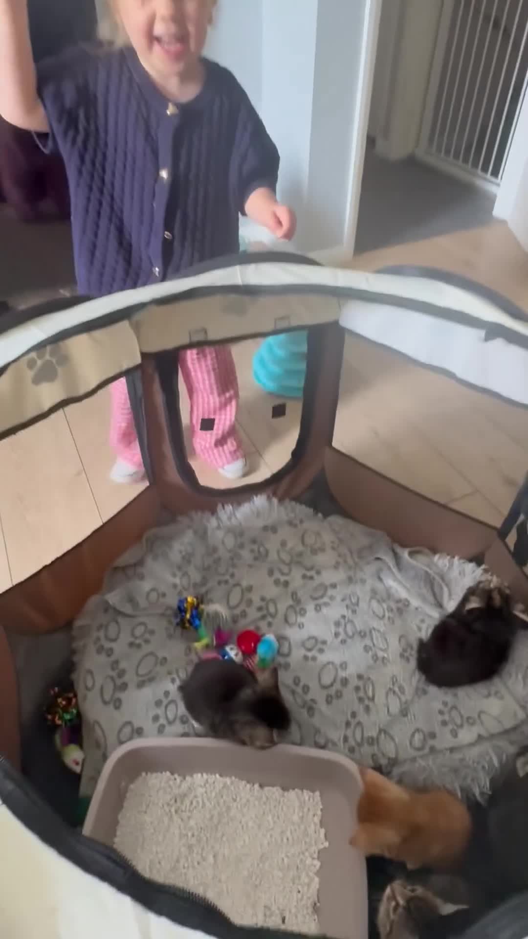 Bengal cats for sale: Beautiful kittens  - Video 2