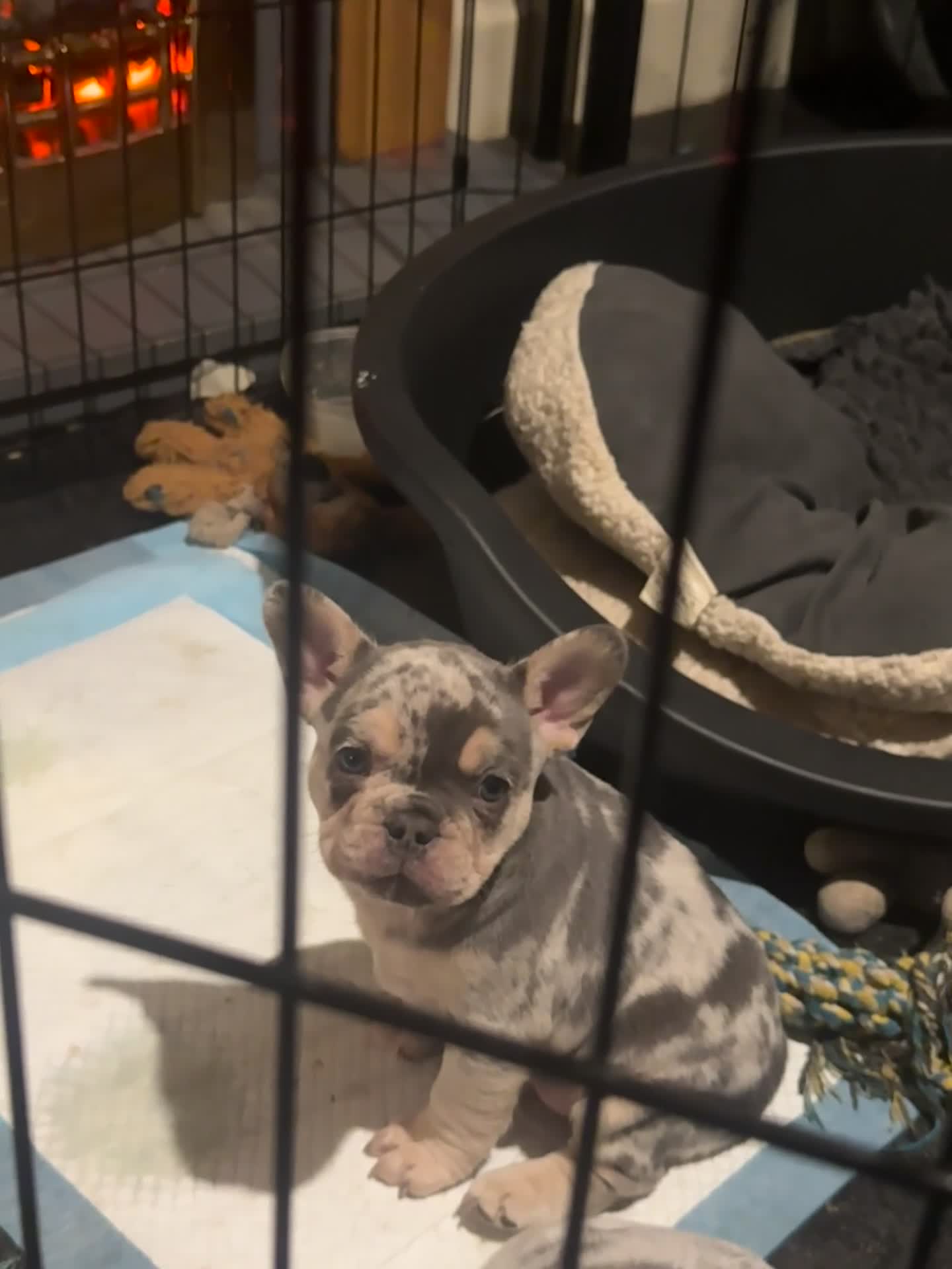 French Bulldog dogs for sale: 🐶 Stunning Merle Lilac Fawn French Bulldogs - Video 3